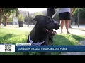 Downtown Tulsa getting new public dog parks to serve growing pet population AM