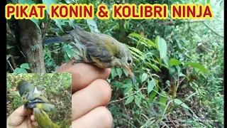 Download Suara Burung ribut | SUARA PIKAT KONIN DAN KOLIBRI NINJA | suara burung ribut | masteran MP3