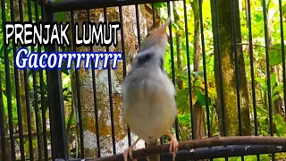 Download SUARA PRENJAK LUMUT JANTAN CARI LAWAN MP3