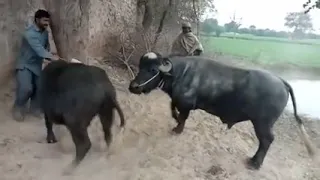 biggest buffalo mating big hude buffalo mating for the first time only for education purposr