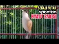 Download Lagu Suara Pancingan Cendet Gacor Toet Toet Hanya Sekali Putar Spontan Bikin Cendet Lain Nyaut Emosi