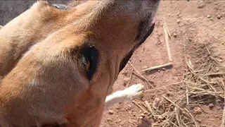 NÃO ESTOU CONSEGUINDO FAZER LIVE PELO CELULAR E VEJA TAMBEM DICAS SOBRE CÃES E PASSEIO NA ROÇA