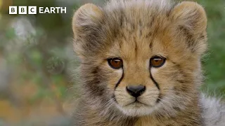 Majestic Wildlife Moments In The Wild | BBC Earth