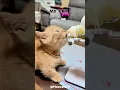 Is My Cat Broken or Just Lazy? #funny #cat #kitten #cute #laugh #pets #animals