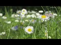 Spring is here and so are seasonal allergies Here are tips to help