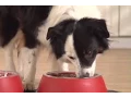 How to Read a Pet Food Label - Petco