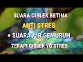 Download Lagu suara ciblek betina/suara air gemuruh..terapi