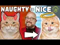 My Guide to Help with Mischievous Cat Behavior