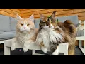 Playtime For the Big Maine Coon Family