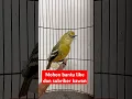 Download Lagu Suara pariasi burung sirtu/cipoh gacor