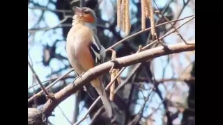 الحسون الظالم 