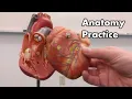 Heart Anatomy Review and Quiz