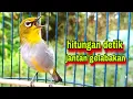 Download Lagu Pleci Betina Birahi Memanggil Jantan, Dalam Hitungan Detik Jantan Ngamuk Pleci Gacor