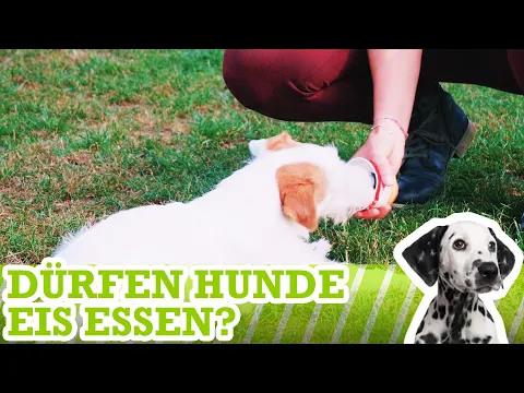 Dürfen Hunde Eis Essen?