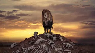 High Quality Lion Clips For Tiktok 4k
