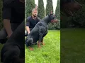 Download Lagu European #Doberman #kgf #viral #shorts