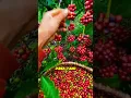 Download Lagu Kelangkaan buah kopi mengakibatkan harga jualnya naik di Indonesia