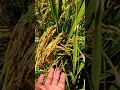 Download Lagu info harga gabah per 18 juni 2025 #sawah #pertanianpadi #indonesia