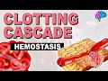 The Clotting Cascade EXPLAINED