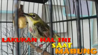 Download Rawatan terbaik pleci mabung cepat moncer MP3