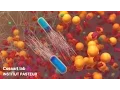 Download Lagu Listeria monocytogenes, a unique model in infection biology