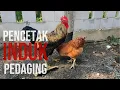 Download Lagu Golden Permud Black Permud Ayam Induk Kampung Pedaging
