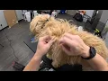 Download Lagu You Won't Believe This Puppy Transformation!