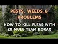 How to Kill Fleas With 20 Mule Team Borax