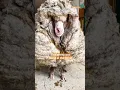 Lagu Sheep Covered In 80 Pounds Worth Of Wool Makes The Most Insane Transformation | The Dodo