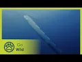 Download Lagu Giant Sea Serpent, Meet the Myth - Go Wild