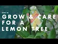 How To Plant Care For A Lemon Tree - Bunnings Warehouse