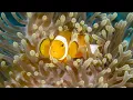 Raja Ampat | Wonderful Diving in Batanta and Wai Island | Papua Paradise Eco Resort | Indonesia 2023