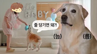 리트리버가 말아주는 젠더리빌 파티🎉 뱃속의 아이는 딸일까? 아들일까?