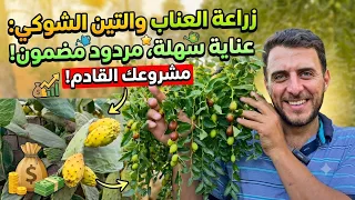 بدون عناء! إستثمر في العِنّاب والتين الشوكي ولماذا هما الأسهل والأكثر ربحاً؟