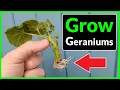 Download Lagu How to Grow Geraniums from Cuttings (Complete Process)