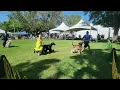 06 06 2024 Yosemite Kennel Club Afghan Hound judging under Ms Cheryl Paterson Vallejo CA