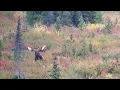 960 yard 338 Lapua Alaskan moose down