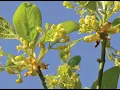 The Health Benefits of Sassafras Leaf Tea