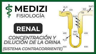 Fisiología Renal - Concentración y Dilución orina(Multiplicador contracorriente)(IG:@doctor.paiva)