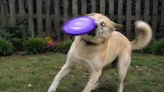 Funniest Animals 🐧 - Best Of The 2026 Funny Animal Videos 😁