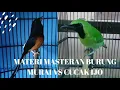 Download Lagu Kolab Masteran burung murai VS Cucak ijo