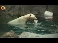 Download Lagu 15 Polar Bears Hunting Their Prey
