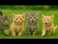 Download Lagu Playful Kittens on the Grass – Sweet and Funny Cat Videos – Cute Cat Moments