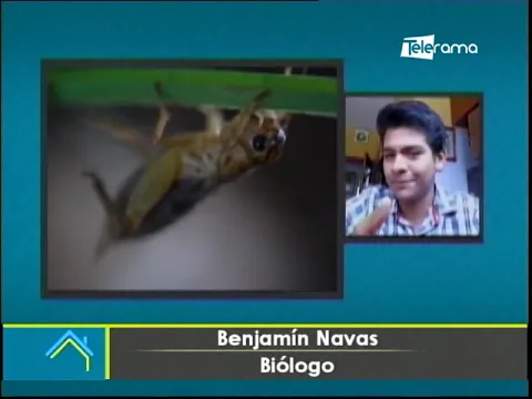 Llegaron los grillos ¿Pueden estos insectos afectar a nuestra salud?