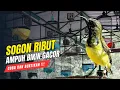 Download Lagu Suara Sogon Ribut Ampuh Bikin Sogon Gacor
