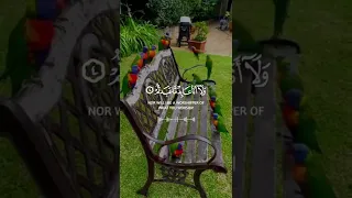 سورة الكافرون القارئ خالد الجليل قرآن كريم حالات واتس اب دينية 