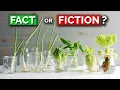Download Lagu The TRUTH About Regrowing Veggies From Kitchen Scraps