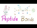 Peptides and Peptide Bonds Amino Acids Dipeptides Oligopeptides Polypeptides Biochemistry