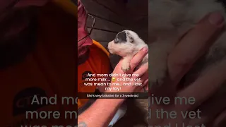 Man Oh No Puppy Believe Me Dog Reels Pet Funny Animal Crazydog Loveit Animals Animal 