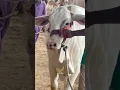 Butterflies Cattle Market